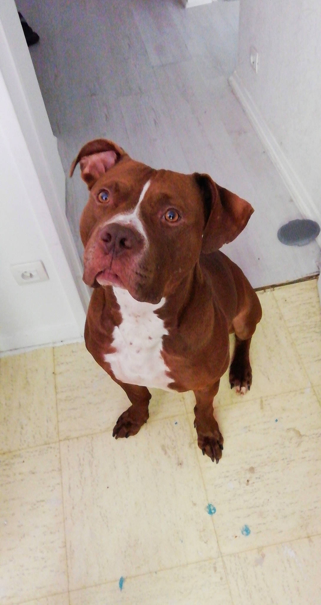 Marley a rejoint le concours — aidez-le/la à gagner de superbes lots ! american_bulldog, american_pit_bull_terrier, bandog, canidae, carnivore, dog, dog_breed, ear, fawn, mammal, non_sporting_group, nose, olde_english_bulldogge, pit_bull, rare_breed_dog, snout, sporting_group, staffordshire_bull_terrier, valley_bulldog, vertebrate