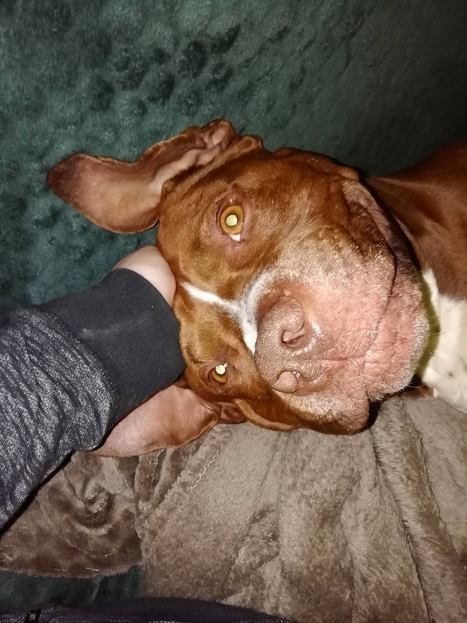 Marley participe au concours pour gagner de l'argent avec cette photo : american_pit_bull_terrier, canidae, carnivore, dog, dog_breed, dog_collar, dogue_de_bordeaux, ear, fawn, hand, liver, muscle, non_sporting_group, nose, pit_bull, pointer, pointing_breed, sporting_group, vizsla, weimaraner