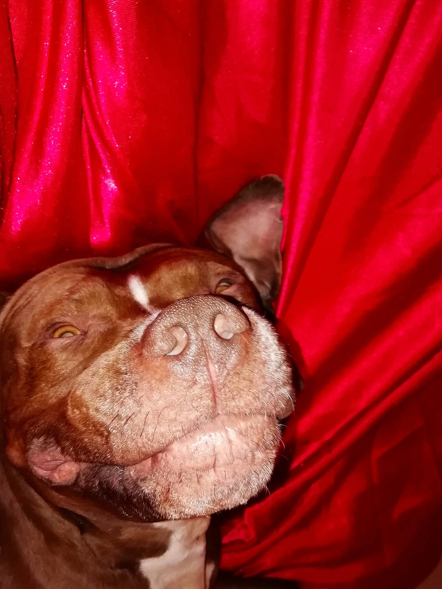 Marley a rejoint le concours — aidez-le/la à gagner de superbes lots ! boxer, canidae, carnivore, companion_dog, dog, dog_breed, french_bulldog, mammal, mouth, nose, old_english_bulldog, olde_english_bulldogge, pit_bull, puppy, red, skin, snout, sporting_group, vertebrate, wrinkle