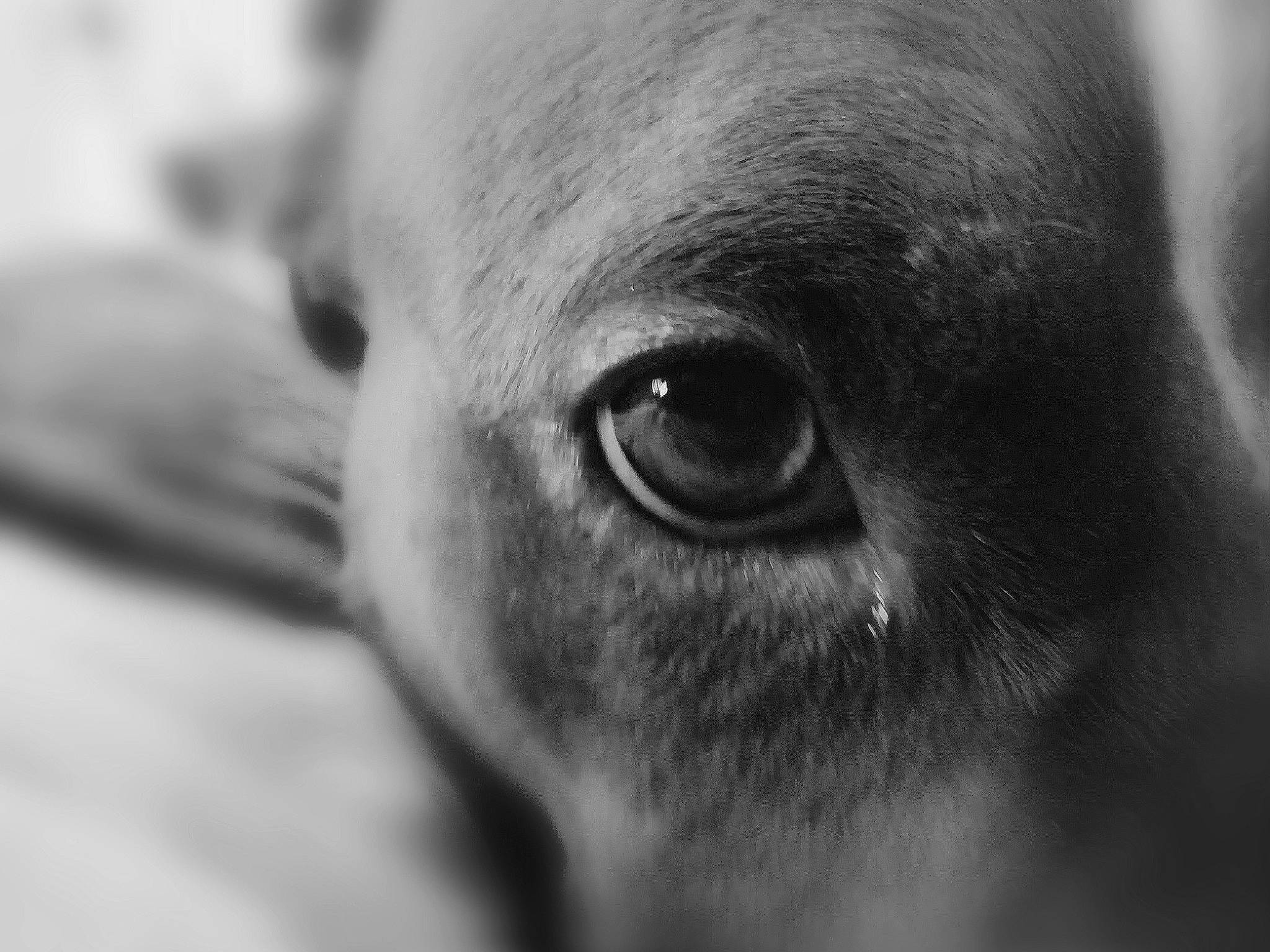 Marley participe au concours pour gagner de l'argent avec cette photo : black_and_white, canidae, close_up, dog_breed, ear, eye, eyebrow, eyelash, face, head, iris, monochrome, mouth, nose, organ, photography, puppy, skin, snout, whiskers