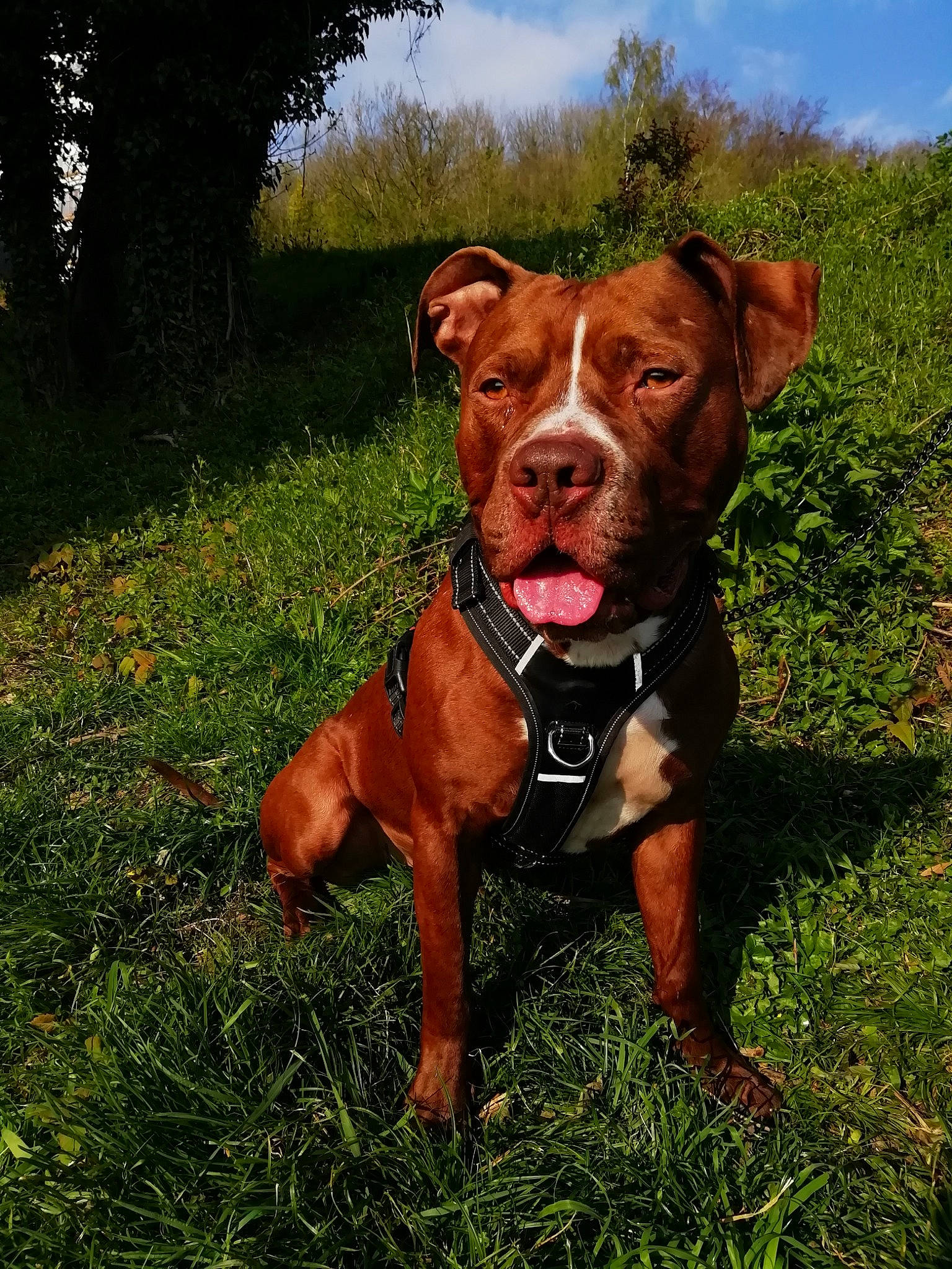 Marley a rejoint le concours — aidez-le/la à gagner de superbes lots ! american_pit_bull_terrier, american_staffordshire_terrier, canidae, carnivore, companion_dog, dog, dog_breed, fawn, grass, hunting_dog, mammal, non_sporting_group, pit_bull, rare_breed_dog, snout, sporting_group, vertebrate