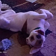 Brat joined the competition — help win amazing prizes! dog, white_dog, brown_spots, lying_down, belly_up, paws_up, playful, relaxed, pet, animal, toy, rug, indoor, home, floor, portrait, purple_lighting, sleepy, funny_pose, photography