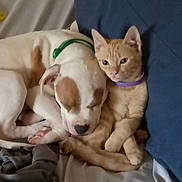 Julius Cheezer joined the competition — help win amazing prizes! dog, puppy, cat, kitten, orange_cat, white_dog, brown_patches, cuddling, sleeping, sitting, indoors, bed, blanket, pillow, blue_cushion, pet, animals, cozy, collar, portrait