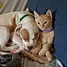 dog, puppy, cat, kitten, orange_cat, white_dog, brown_patches, cuddling, sleeping, sitting, indoors, bed, blanket, pillow, blue_cushion, pet, animals, cozy, collar, portrait