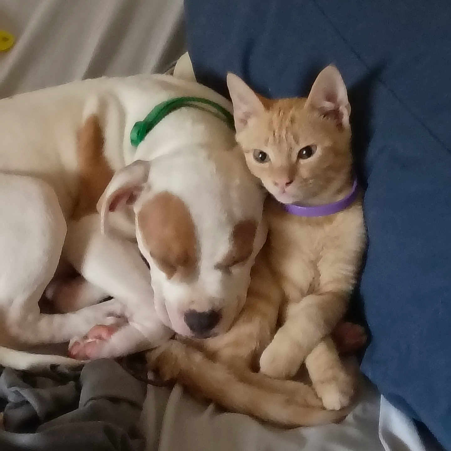 Julius Cheezer joined the competition — help win amazing prizes! dog, puppy, cat, kitten, orange_cat, white_dog, brown_patches, cuddling, sleeping, sitting, indoors, bed, blanket, pillow, blue_cushion, pet, animals, cozy, collar, portrait