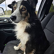 Gunner is registered to the contest to win money with this photo: alert, animal, black_and_white, brown_eyes, calm, canine, car, companion, curious, dog, domestic_animal, fur, indoor, pet, portrait, seat, side_view, sitting, vehicle_interior, window