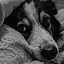 Gunner joined the competition — help win amazing prizes! animal, black_and_white, blanket, close_up, comfort, cozy, cute, dog, expression, eyes, face, fur, indoor, nostrils, portrait, resting, sleepy, snout, soft_texture, warm