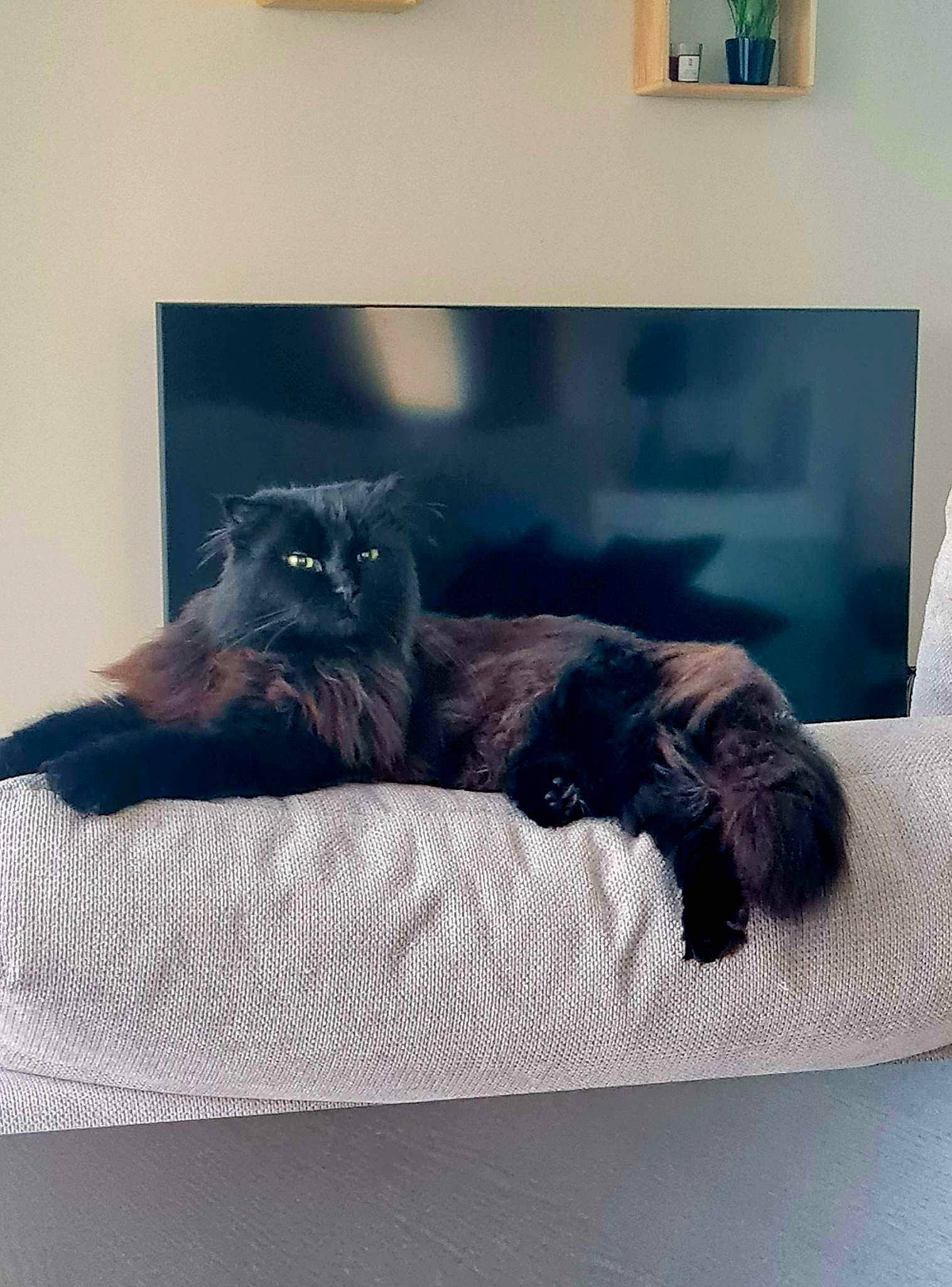 Groot participe au concours pour gagner de l'argent avec cette photo : bed, bedding, black_cat, bombay, canidae, carnivore, cat, cat_supply, comfort, companion_dog, domestic_short_haired_cat, felidae, fur, grey, nap, room, small_to_medium_sized_cats, tail, tints_and_shades, whiskers