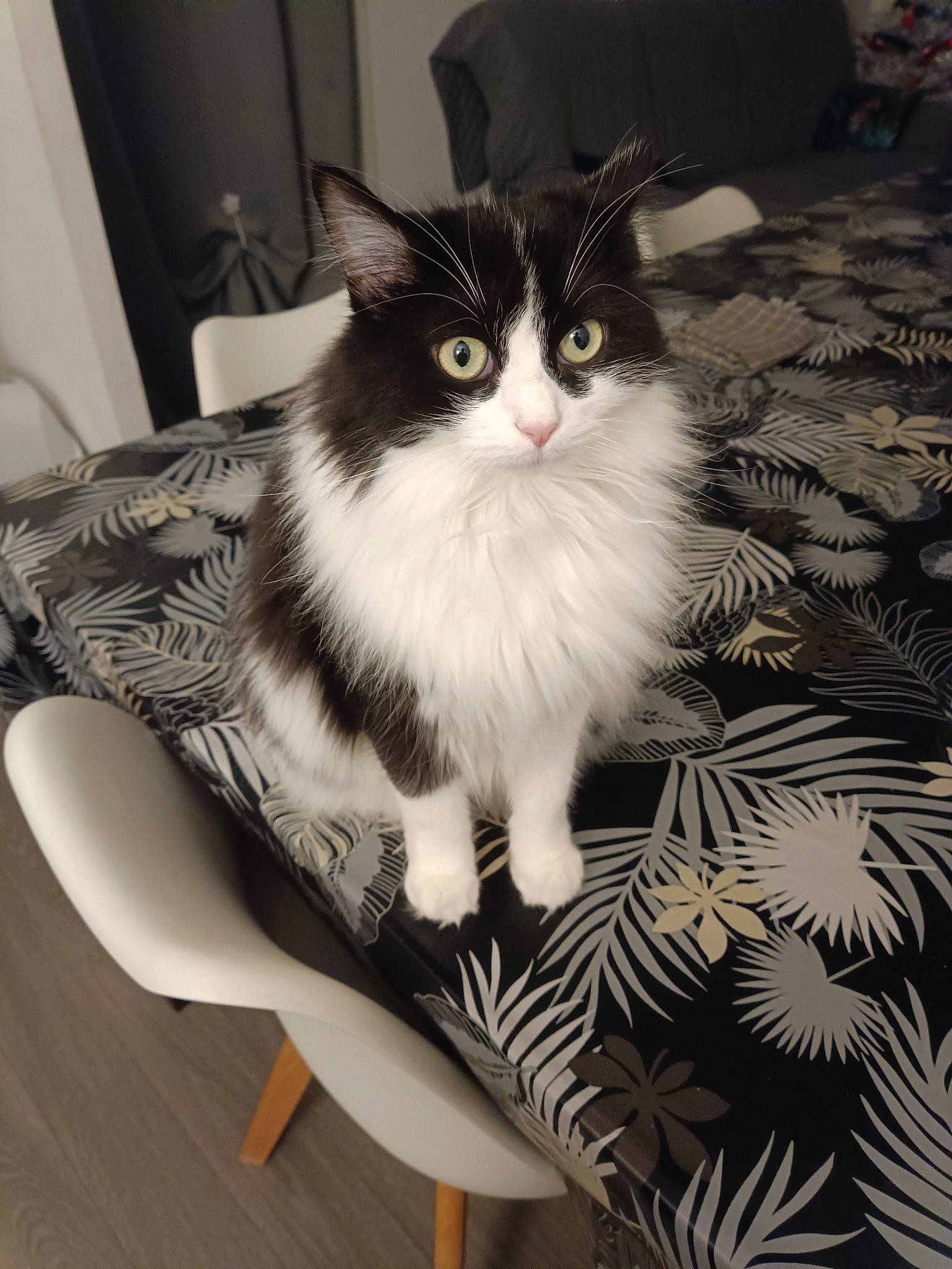 Pepsie a rejoint le concours — aidez-le/la à gagner de superbes lots ! carnivore, cat, chair, comfort, domestic_short_haired_cat, eye, felidae, flooring, flowerpot, formal_wear, fur, monochrome, monochrome_photography, paw, sitting, small_to_medium_sized_cats, snout, tail, whiskers, window