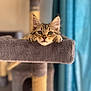 animal, blue_curtains, cat, cat_tree, close_up, cozy, curious, ears, eyes, fur, furniture, gray, indoor, kitten, pet, portrait, resting, soft, tabby, whiskers