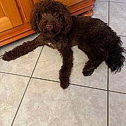 Aïka participe au concours pour gagner de l'argent avec cette photo : animal, brown_dog, curly_coat, dark_fur, dog, floor, floppy_ears, home, indoors, kitchen, long_tail, looking_at_camera, lying_down, pet, photography, portrait, relaxed, shaggy_fur, tile_floor, wooden_cabinet