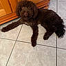 animal, brown_dog, curly_coat, dark_fur, dog, floor, floppy_ears, home, indoors, kitchen, long_tail, looking_at_camera, lying_down, pet, photography, portrait, relaxed, shaggy_fur, tile_floor, wooden_cabinet