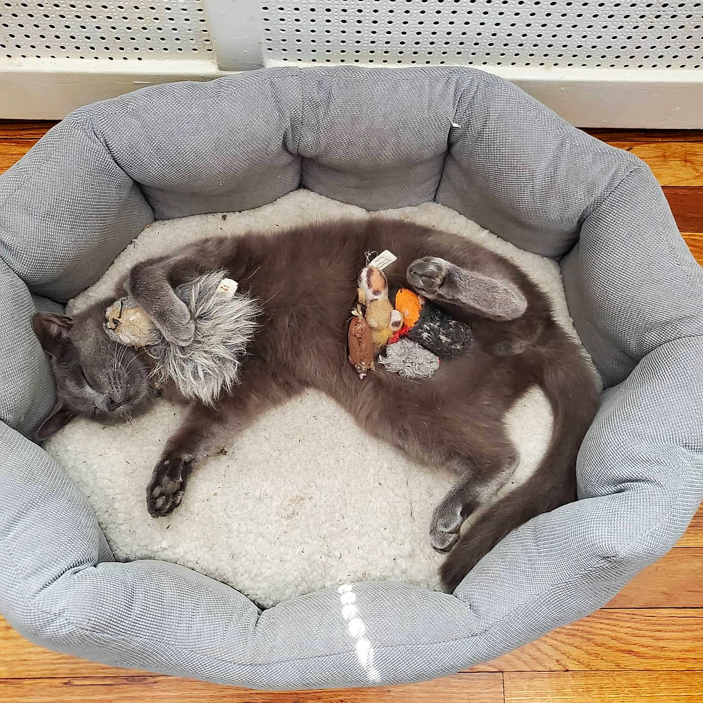 Cash is registered to the contest to win money with this photo: carnivore, cat, cat_bed, cat_supply, comfort, companion_dog, couch, dog_bed, dog_breed, dog_supply, fawn, felidae, fur, grey, hardwood, pet_supply, small_to_medium_sized_cats, sporting_group, tail, wood