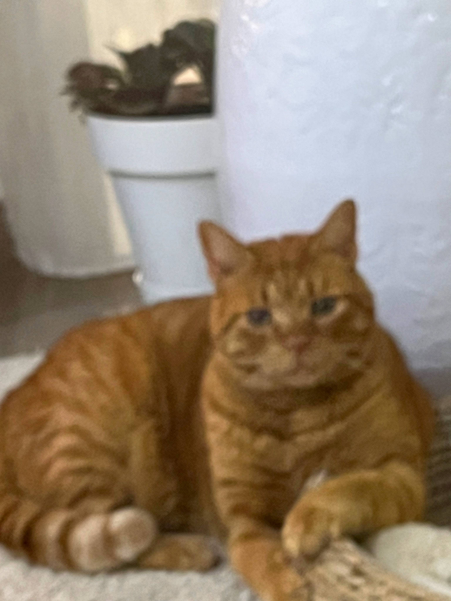 Brume a rejoint le concours — aidez-le/la à gagner de superbes lots ! carnivore, cat, cat_supply, comfort, domestic_short_haired_cat, fawn, felidae, fur, paw, small_to_medium_sized_cats, snout, tail, terrestrial_animal, whiskers, wood