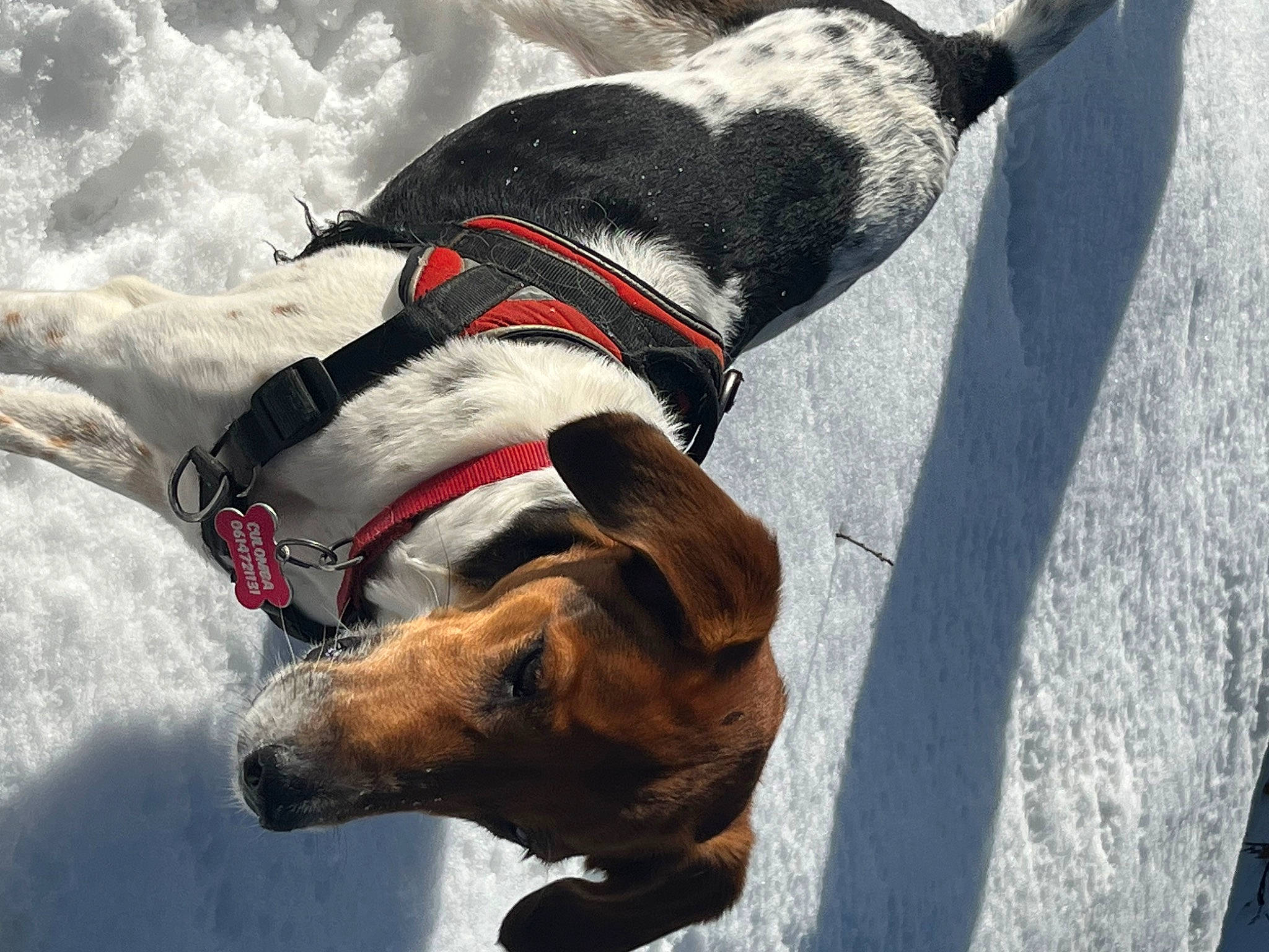 Culomba participe au concours pour gagner de l'argent avec cette photo : canidae, carnivore, collar, companion_dog, dog, dog_breed, dog_clothes, dog_collar, dog_supply, fawn, guard_dog, leash, pack_animal, pet_supply, recreation, snout, snow, sporting_group, winter, working_animal