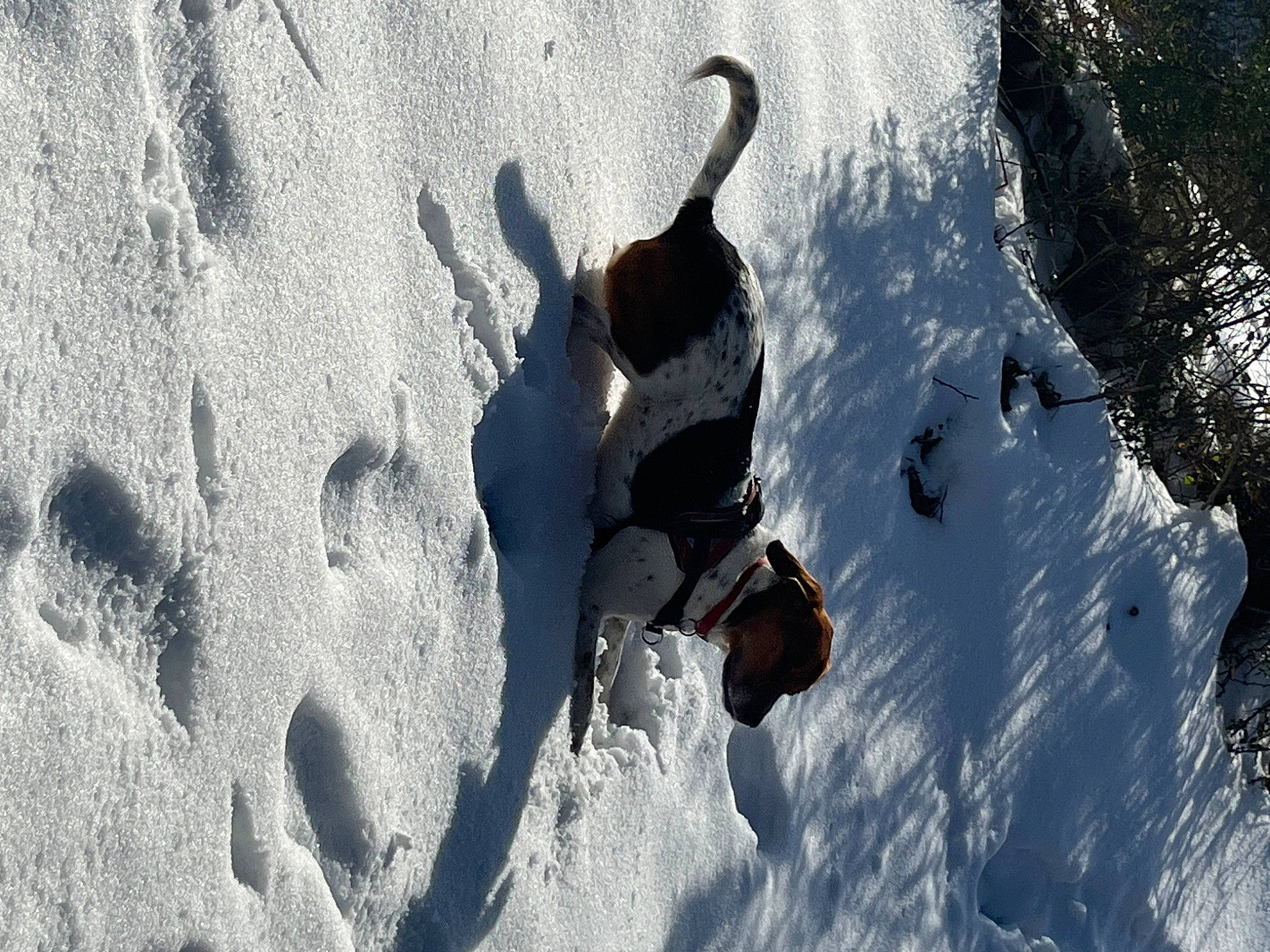 Culomba a rejoint le concours — aidez-le/la à gagner de superbes lots ! adventure, dog, dog_breed, extreme_sport, freezing, fun, geological_phenomenon, gesture, glacial_landform, ice_cap, landscape, leisure, mountaineer, recreation, rock, shadow, slope, snow, tree, winter