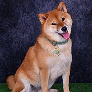 Yumi a rejoint le concours — aidez-le/la à gagner de superbes lots ! dog, shiba_inu, pet, animal, sitting, tongue_out, collar, fur, cute, portrait, indoor, studio, green_turf, smiling, canine, fluffy, ears, tail, happy, background