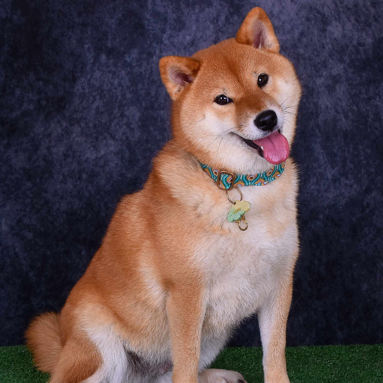 Yumi a rejoint le concours — aidez-le/la à gagner de superbes lots ! animal, background, canine, collar, cute, dog, ears, fluffy, fur, green_turf, happy, indoor, pet, portrait, shiba_inu, sitting, smiling, studio, tail, tongue_out