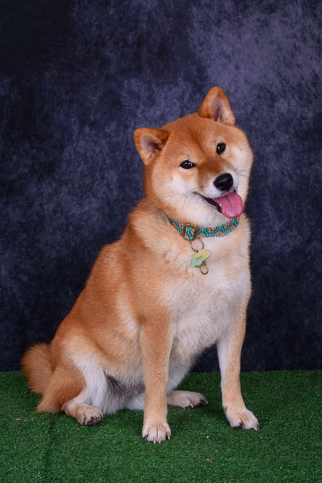Yumi a rejoint le concours — aidez-le/la à gagner de superbes lots ! dog, shiba_inu, pet, animal, sitting, tongue_out, collar, fur, cute, portrait, indoor, studio, green_turf, smiling, canine, fluffy, ears, tail, happy, background
