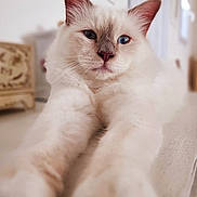 Ange a rejoint le concours — aidez-le/la à gagner de superbes lots ! cat, white_cat, blue_eyes, fluffy, stretching, indoor, pet, feline, close_up, relaxed, home, fur, whiskers, ears, nose, animal, cute, mammal, portrait, soft_light