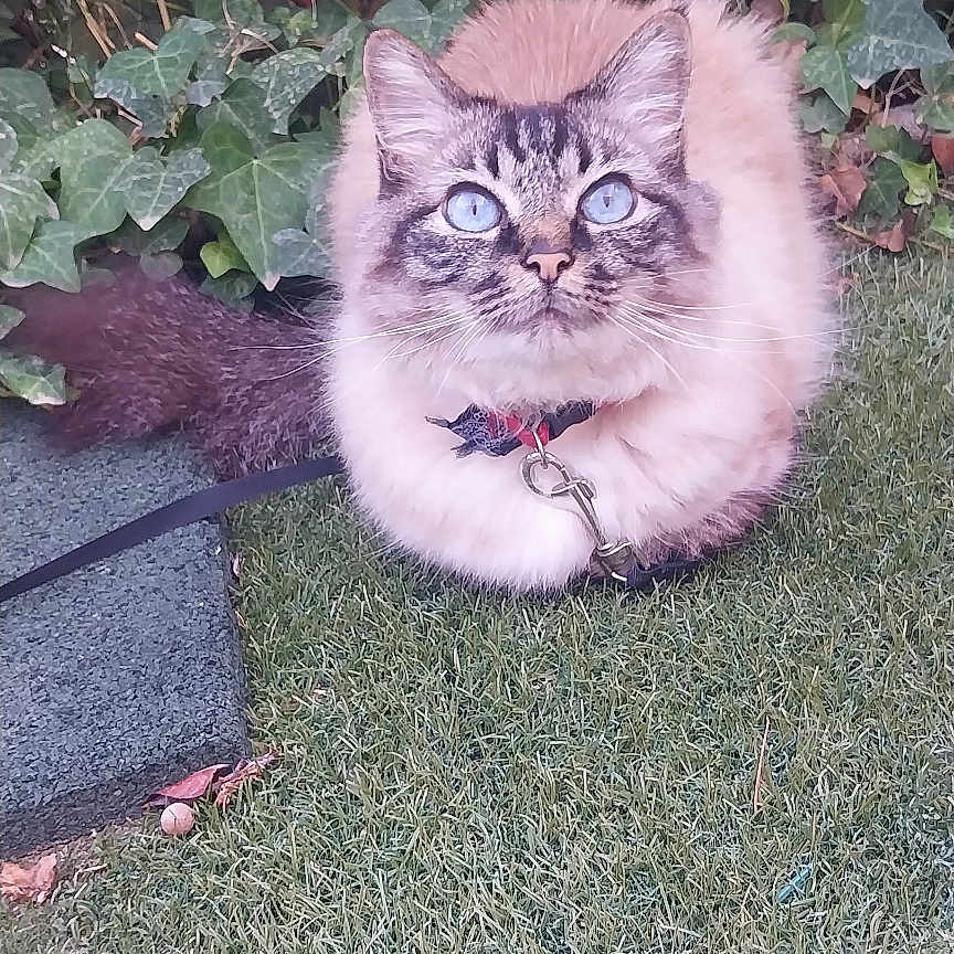 Luna