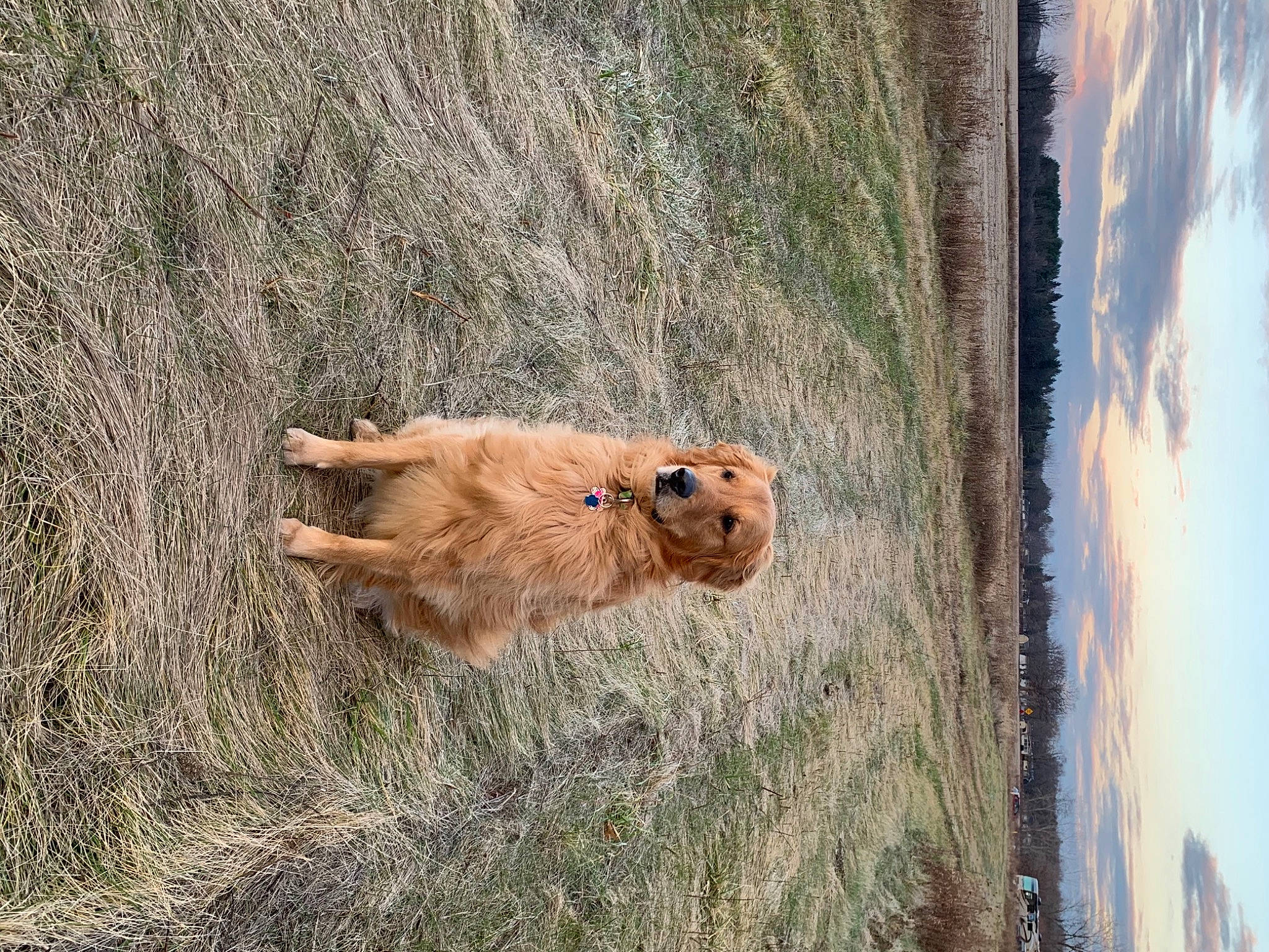 Malibu joined the competition — help win amazing prizes! carnivore, dog_breed, ecoregion, fawn, field, fur, grass_family, snout, sporting_group, terrestrial_animal, working_animal