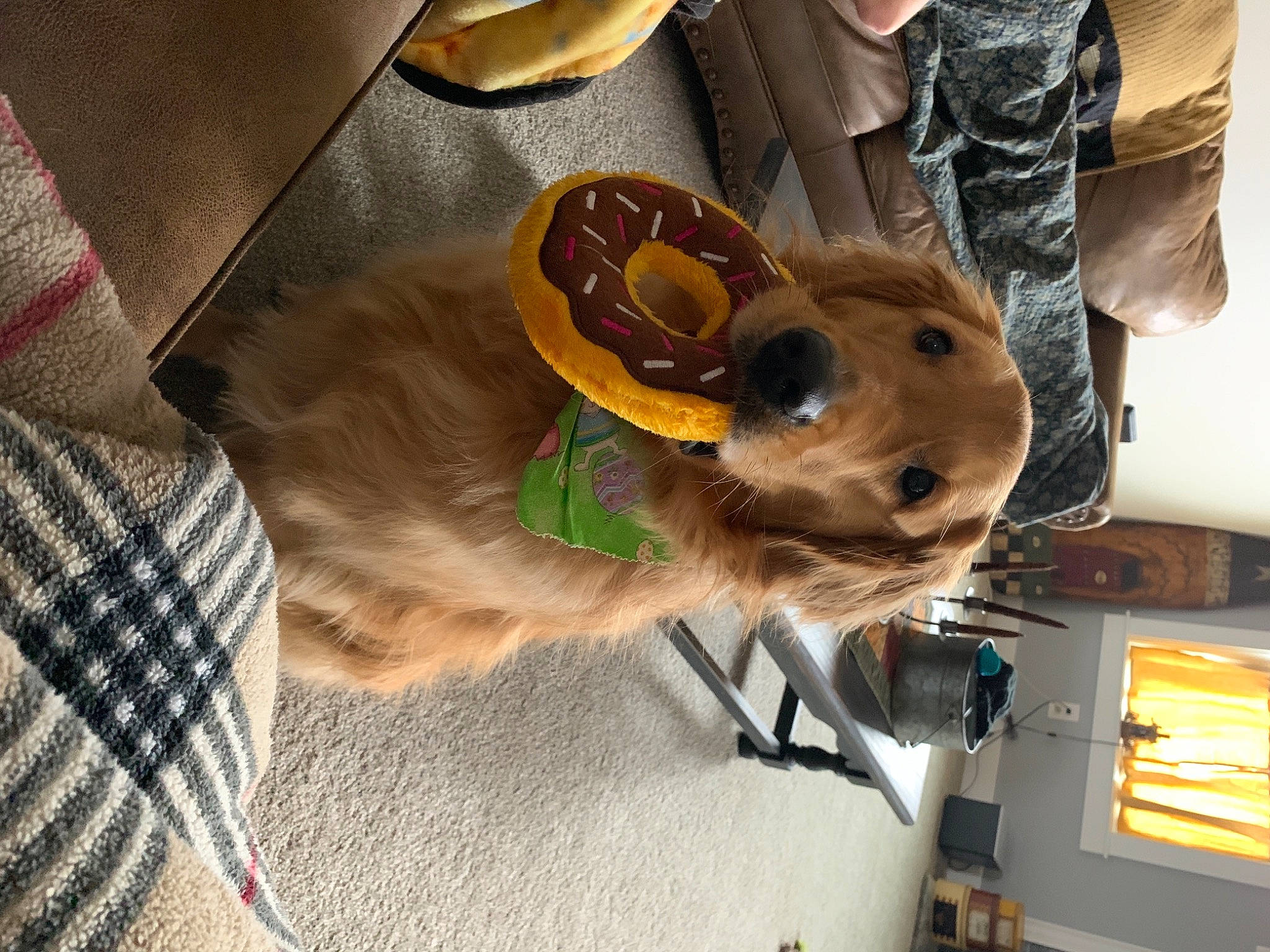 Malibu is registered to the contest to win money with this photo: beige, canidae, carnivore, collar, companion_dog, dog, dog_breed, dog_collar, dog_supply, fawn, fur, liver, pet_supply, plaid, snout, sporting_group, textile, vertebrate, whiskers, working_animal