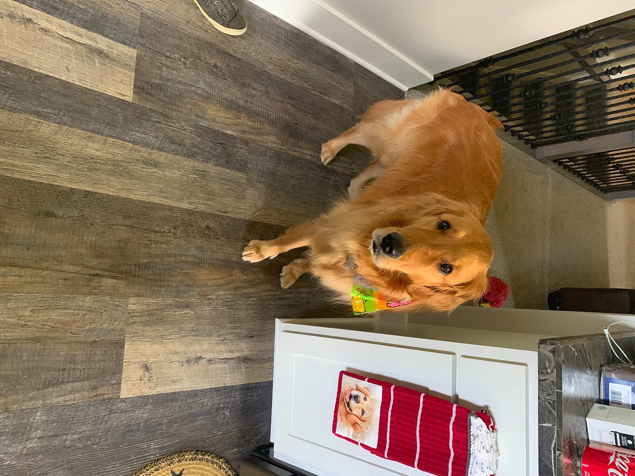 Malibu joined the competition — help win amazing prizes! canidae, carnivore, display_device, dog_breed, fictional_character, snout, sporting_group, stuffed_toy, teddy_bear, toy