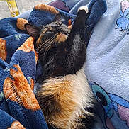 Buttons joined the competition — help win amazing prizes! cat, kitten, calico_cat, blanket, fleece_blanket, blue_blanket, sleeping, stretching, paw, whiskers, fur, cozy, indoor, home, carpet, table_leg, glass_table, pet, nap, relaxed