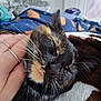Buttons is registered to the contest to win money with this photo: cat, tortoiseshell_cat, sleeping, close_up, whiskers, pet, hand, human_hand, ring, fur, blanket, bedroom, pillow, cozy, indoor, nose, ear, relaxed, nap, petting