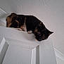 cat, calico_cat, feline, pet, door, white_door, ceiling, indoor, whiskers, paws, perched, curious, looking_down, fur, trim, wood_texture, close_up, domestic_cat, portrait, sill