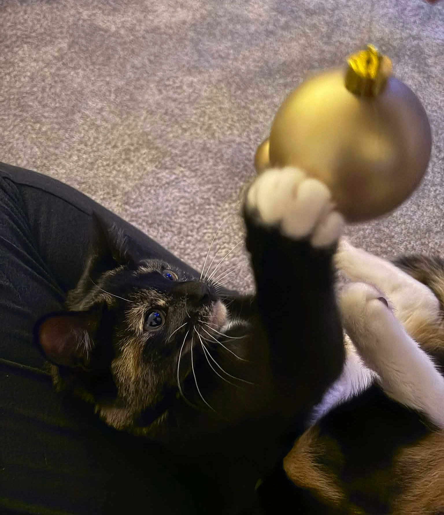 Buttons joined the competition — help win amazing prizes! cat, tortoiseshell_cat, paw, ornament, golden_ornament, carpet, indoor, playful, pet, feline, whiskers, black, white_paw, curious, closeup, person, lap, relaxed, animal, holiday