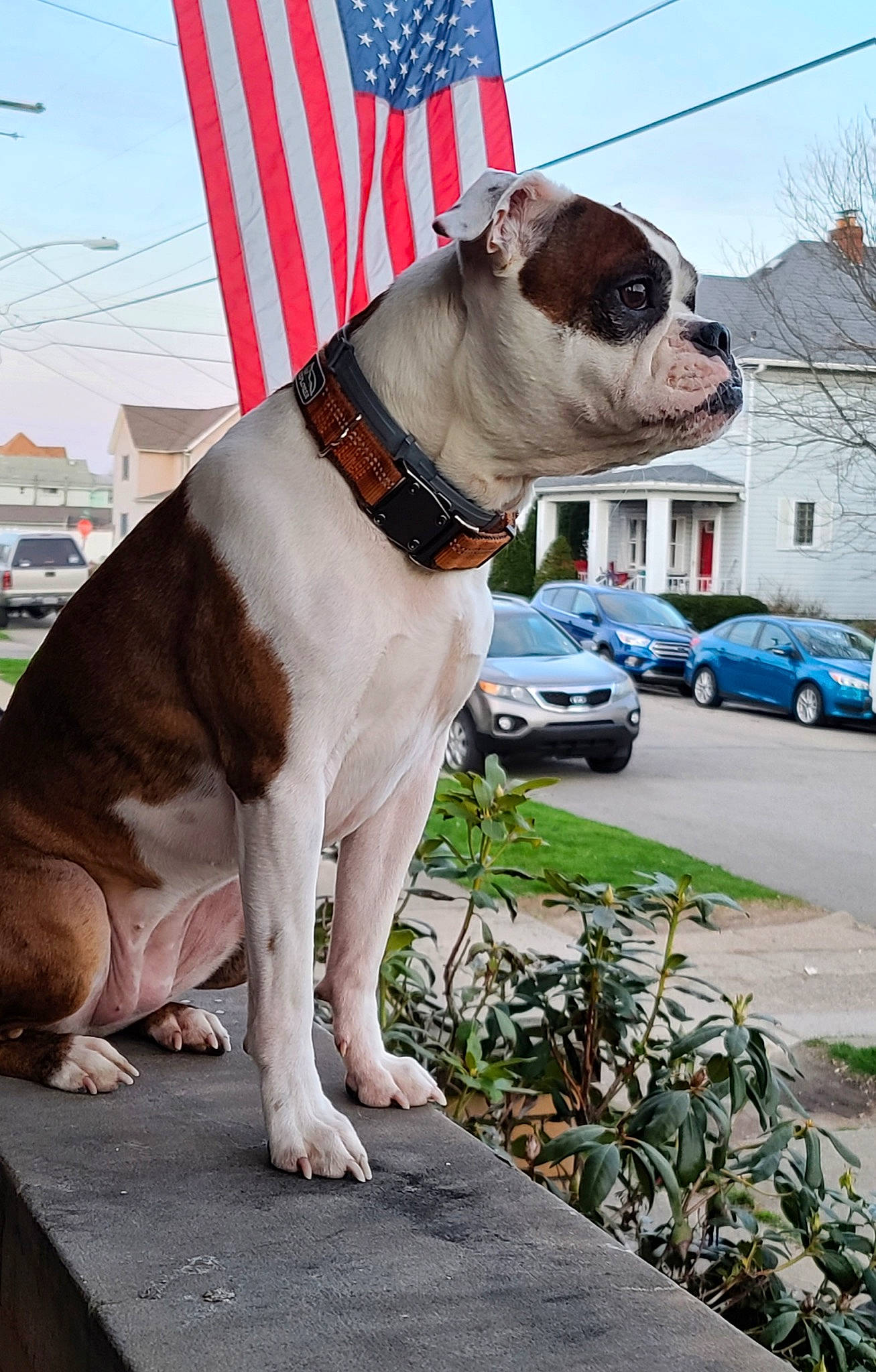 Minx is registered to the contest to win money with this photo: automotive_parking_light, canidae, carnivore, city_car, collar, companion_dog, coquelicot, dog, dog_breed, dog_collar, family_car, fawn, flag, full_size_car, leash, liver, pet_supply, snout, tail, working_animal