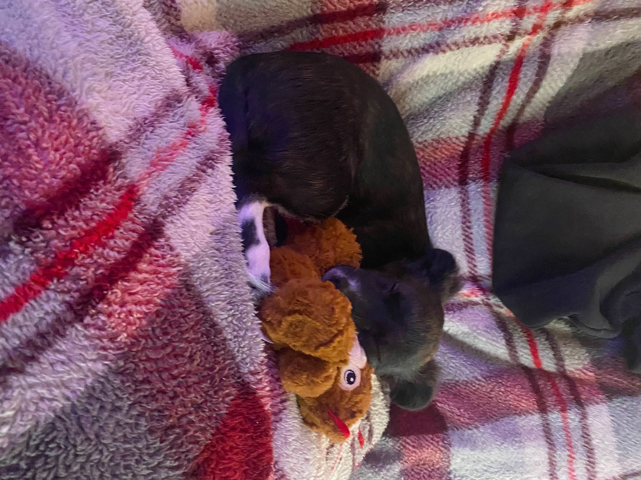 Izzy joined the competition — help win amazing prizes! craft, creative_arts, crochet, fawn, fur, knitting, liver, magenta, pattern, purple, small_to_medium_sized_cats, stuffed_toy, sweater, tail, textile, thread, violet, wool, woolen, woven_fabric