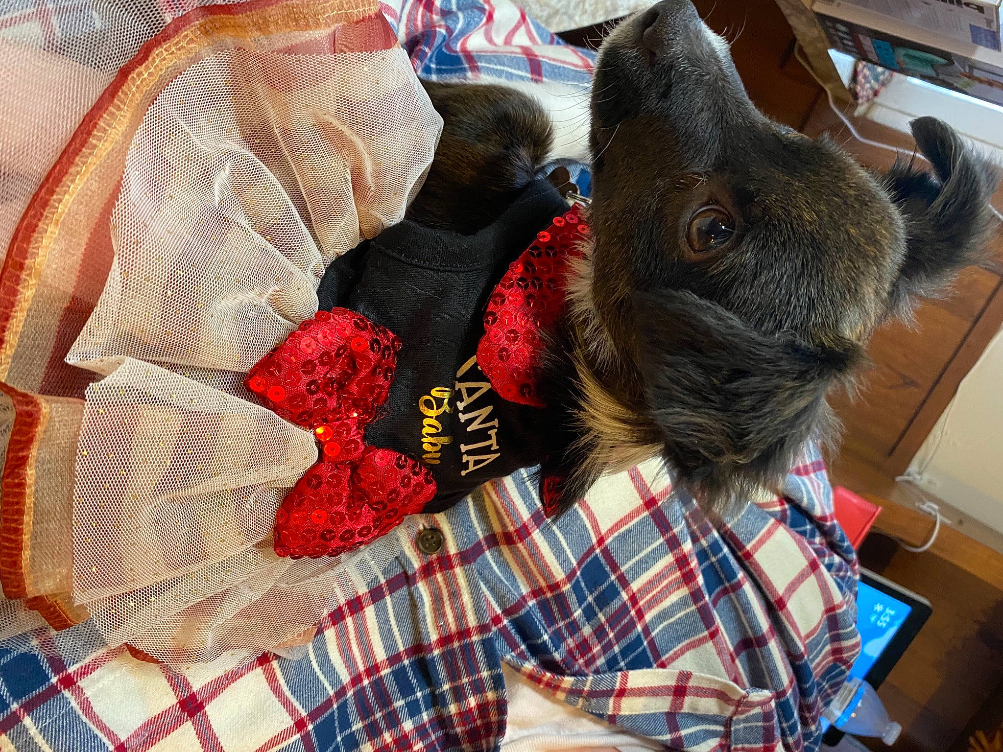 Izzy joined the competition — help win amazing prizes! canidae, carmine, collar, companion_dog, display_device, dog, dog_breed, dog_collar, fur, gadget, laptop, pattern, plaid, portable_communications_device, schnauzer, snout, sporting_group, tartan, textile, thread