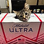 Milo is registered to the contest to win money with this photo: background_objects, beer_box, box, brand_logo, cardboard, cat, countertop, curious, domestic, indoor, kitten, love_decor, packaging, pets, playful, portrait, tabby, table, whiskers, wide_eyes