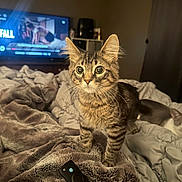 Milo joined the competition — help win amazing prizes! bed, bedding, bedroom, blanket, cat, cozy, curtain, furniture, furry, hand, indoor, kitten, night, pet, remote_control, soft_texture, television, tv_screen, whiskers, wide_eyes