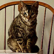 Luna is registered to the contest to win money with this photo: cat, tabby, wooden_chair, indoor, pet, animal, feline, fur, whiskers, ears, eyes, sitting, curious, portrait, domestic, mammal, closeup, chair_back, quiet, still_life