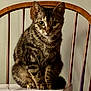 cat, tabby, wooden_chair, indoor, pet, animal, feline, fur, whiskers, ears, eyes, sitting, curious, portrait, domestic, mammal, closeup, chair_back, quiet, still_life