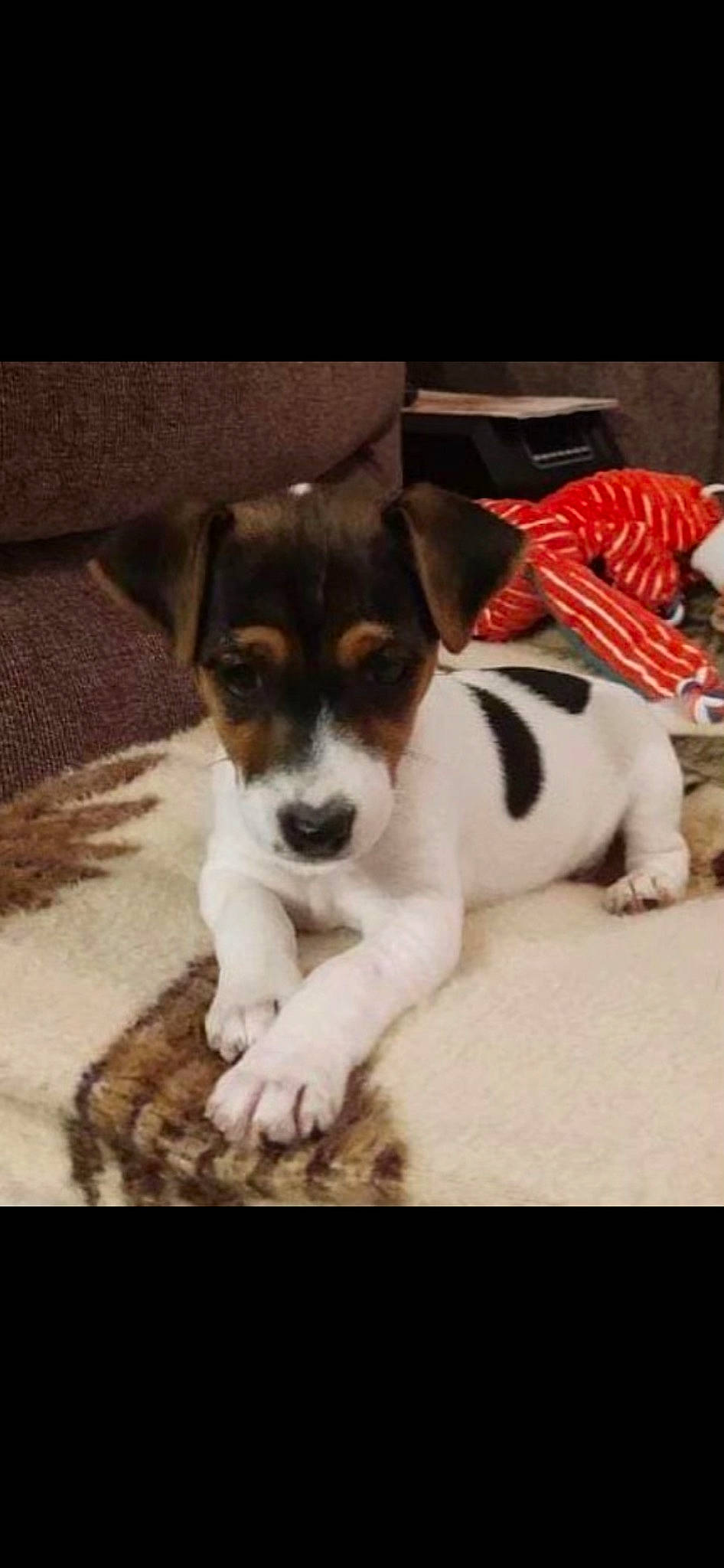 Volt participe au concours pour gagner de l'argent avec cette photo : carnivore, chilean_fox_terrier, collar, comfort, companion_dog, dog, dog_breed, drinkware, flooring, fur, irishjacks, paw, small_terrier, snout, tail, terrestrial_animal, terrier, toy_dog, whiskers, working_animal