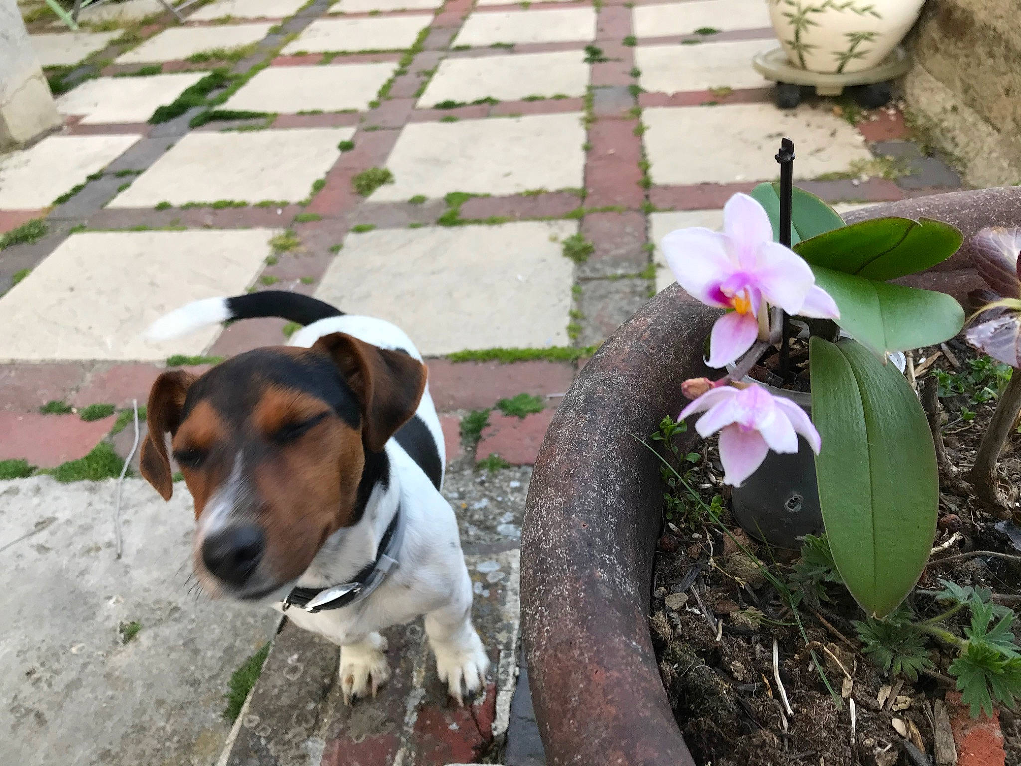 Volt participe au concours pour gagner de l'argent avec cette photo : canidae, carnivore, collar, companion_dog, dog, dog_breed, dog_supply, fawn, flower, flowering_plant, hound, irishjacks, leash, petal, plant, scent_hound, sporting_group, tail, terrestrial_plant, working_animal