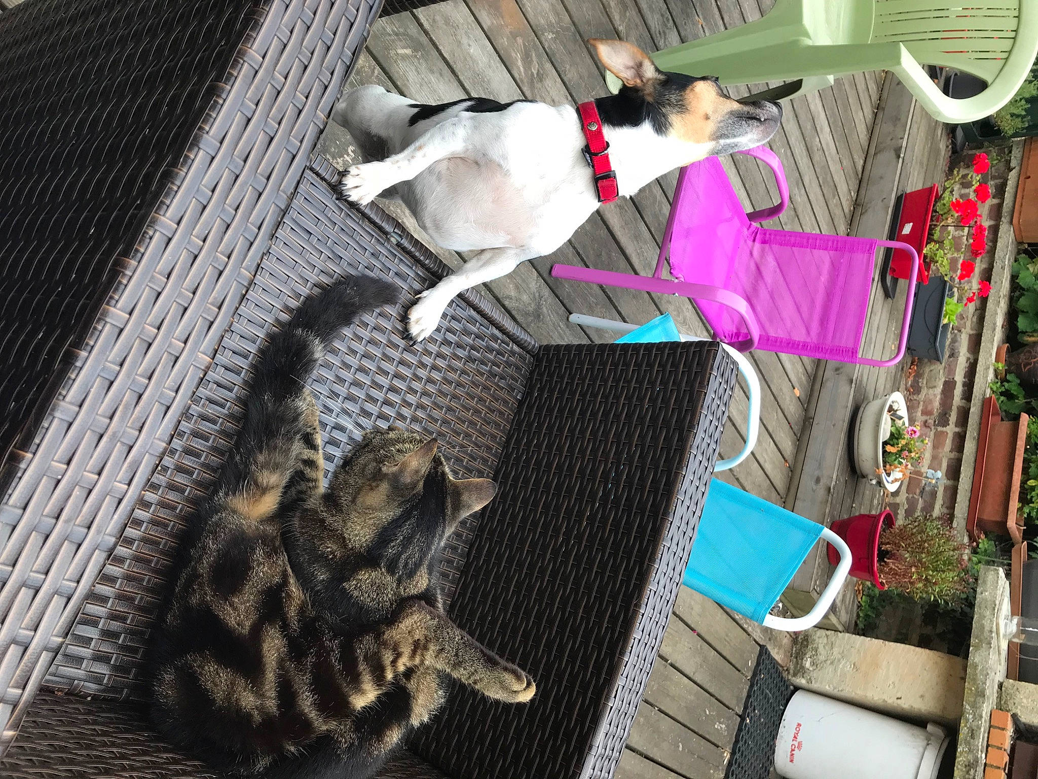 Leyla participe au concours pour gagner de l'argent avec cette photo : canidae, carnivore, claw, companion_dog, dog, dog_breed, domestic_short_haired_cat, fawn, felidae, fur, mammal, paw, room, small_to_medium_sized_cats, snapshot, sporting_group, tail, vertebrate, whiskers, wood