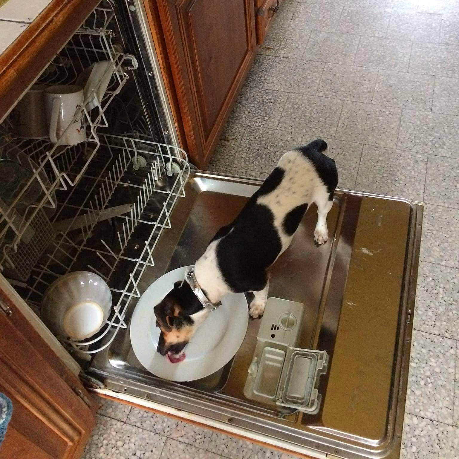 Leyla participe au concours pour gagner de l'argent avec cette photo : canidae, carnivore, cat, comfort, companion_dog, dog, dog_breed, felidae, flooring, hardwood, mammal, pet_supply, room, small_to_medium_sized_cats, sporting_group, stairs, tail, vertebrate, window, wood