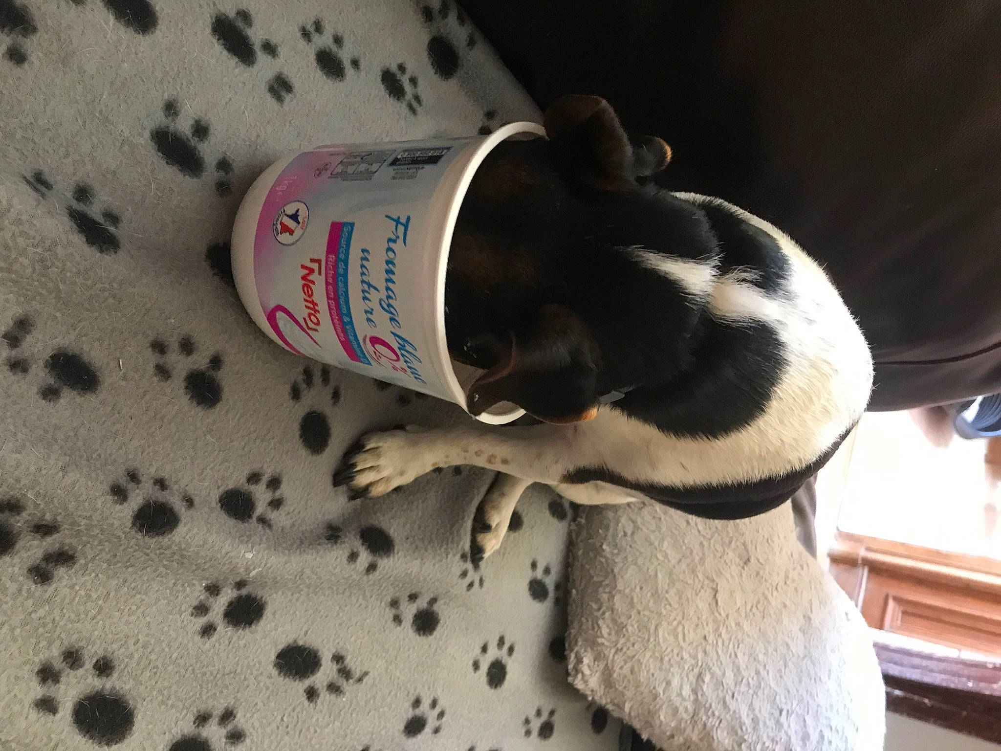 Leyla participe au concours pour gagner de l'argent avec cette photo : carmine, collar, comfort, companion_dog, drink, drinkware, fawn, felidae, foot, fur, linens, nail, pattern, paw, tail, terrestrial_animal, whiskers