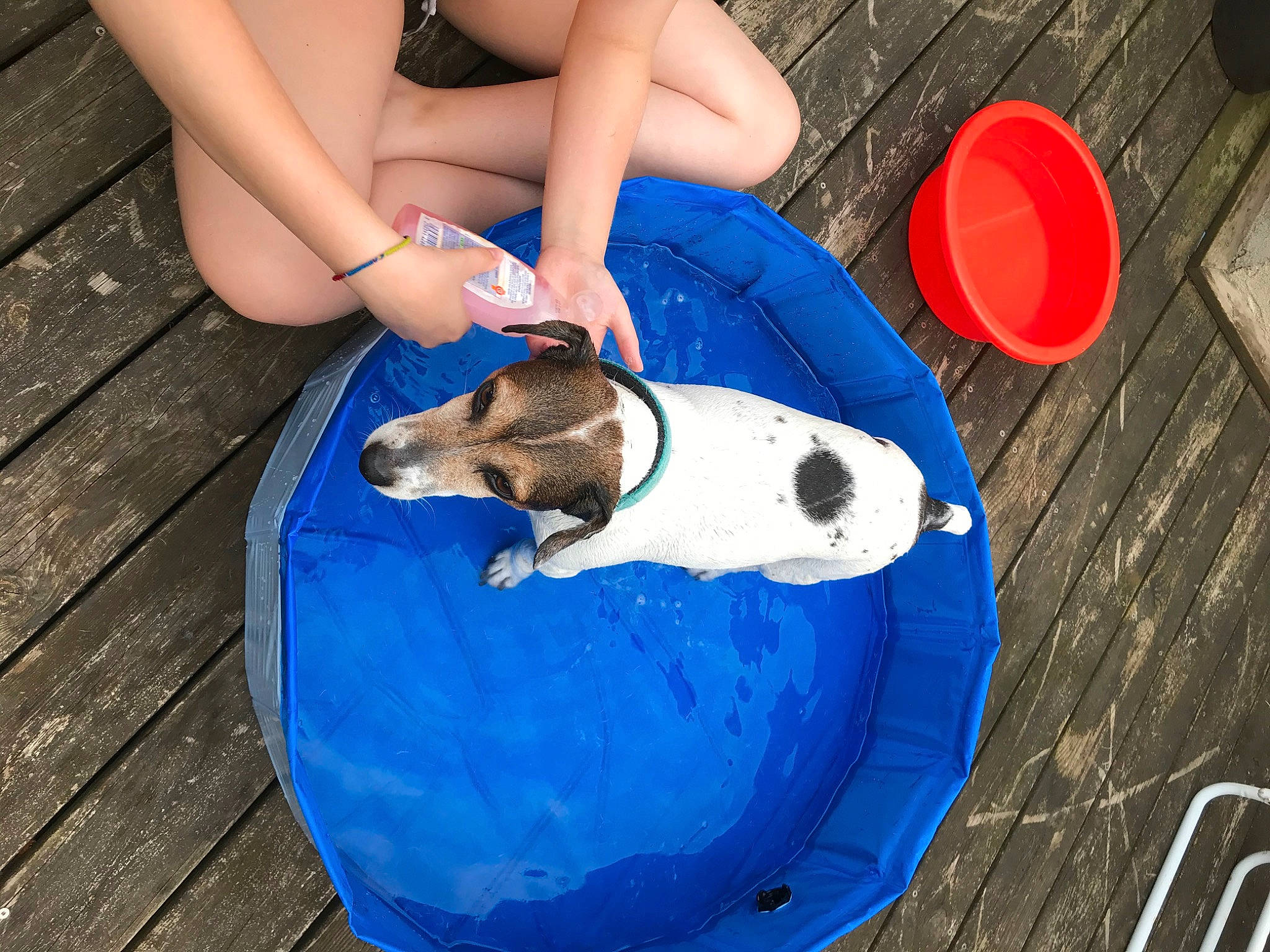 Ector a rejoint le concours — aidez-le/la à gagner de superbes lots ! ball, blue, carmine, carnivore, companion_dog, dog, dog_breed, dog_supply, electric_blue, fawn, flooring, foot, human_leg, knee, leisure, sandal, sitting, sporting_group, thigh, toy_dog