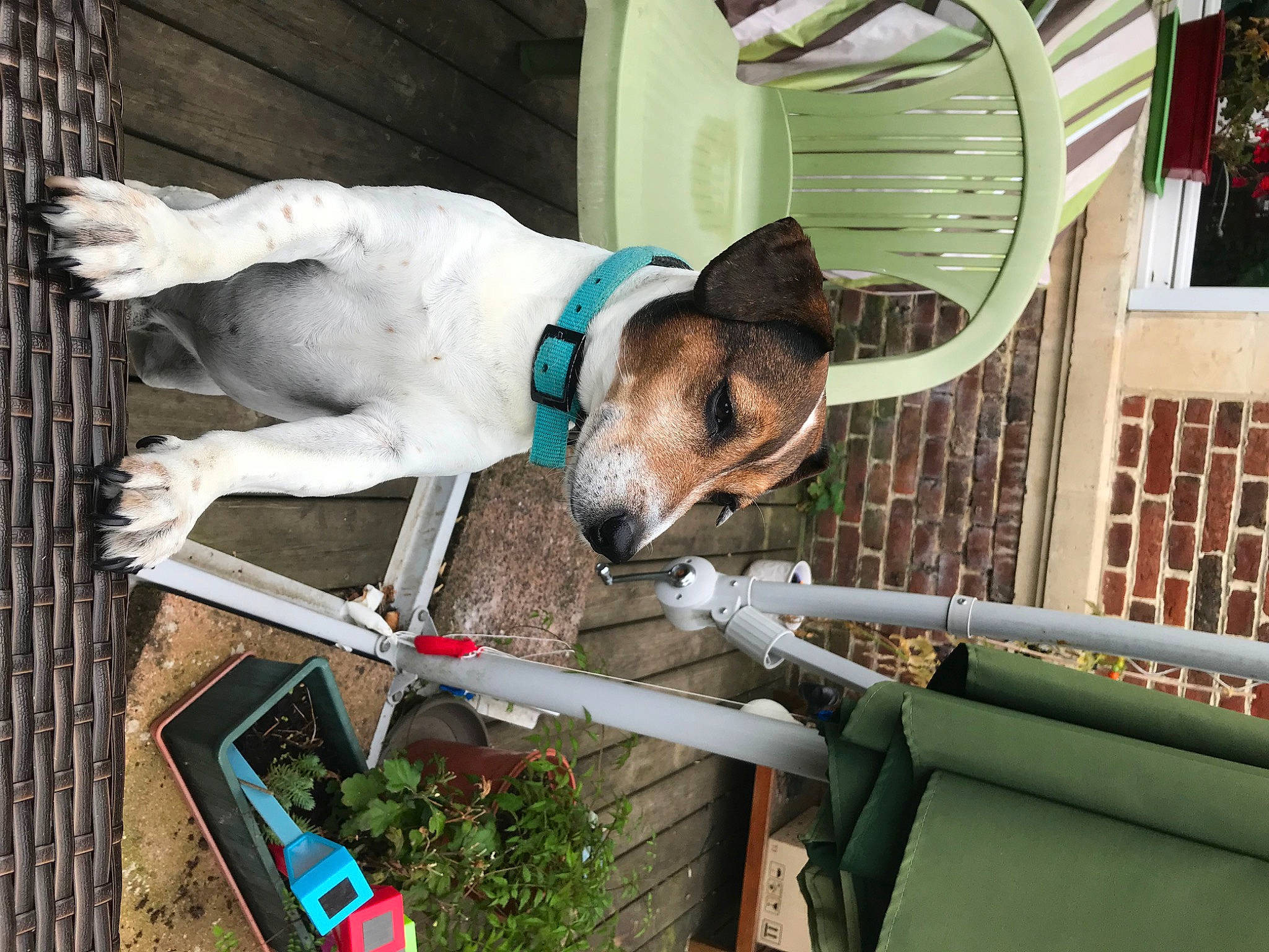 Ector a rejoint le concours — aidez-le/la à gagner de superbes lots ! carnivore, collar, companion_dog, dog, dog_breed, dog_collar, dog_supply, fawn, green, non_sporting_group, pet_supply, plant, wood, working_animal