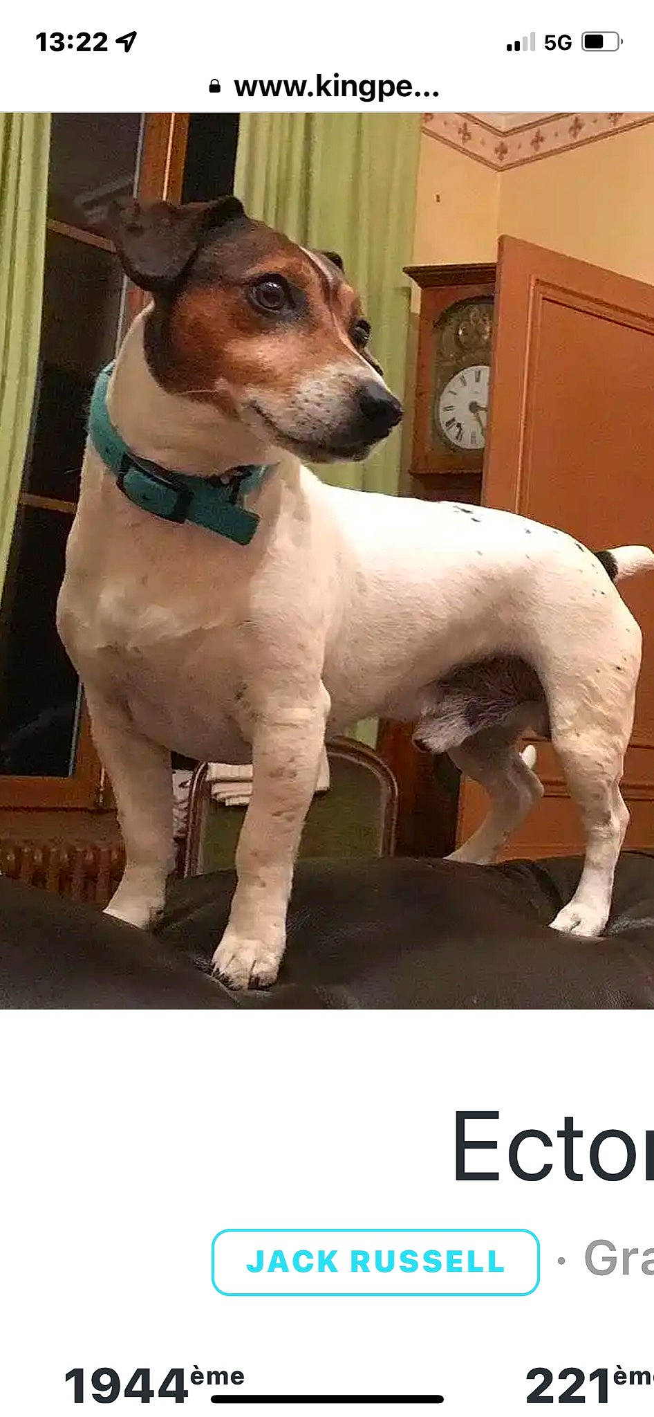 Ector a rejoint le concours — aidez-le/la à gagner de superbes lots ! ancient_dog_breeds, canidae, carnivore, clock, collar, companion_dog, curtain, dog, dog_breed, dog_collar, dog_supply, fawn, hunting_dog, non_sporting_group, pet_supply, terrestrial_animal, working_animal