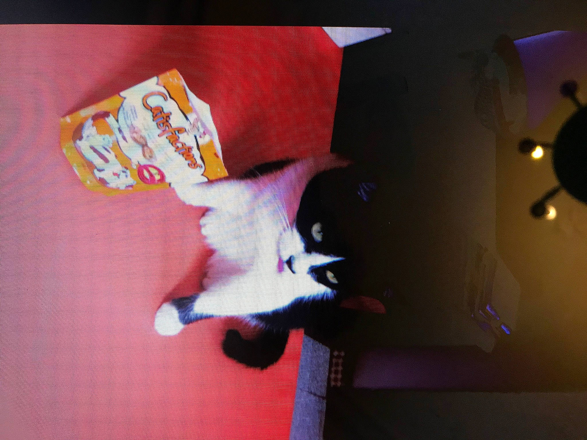 Flika participe au concours pour gagner de l'argent avec cette photo : carmine, carnivore, cat, domestic_short_haired_cat, felidae, flooring, font, fun, fur, magenta, paper, paper_product, paw, room, shadow, small_to_medium_sized_cats, space, tail, visual_arts, whiskers