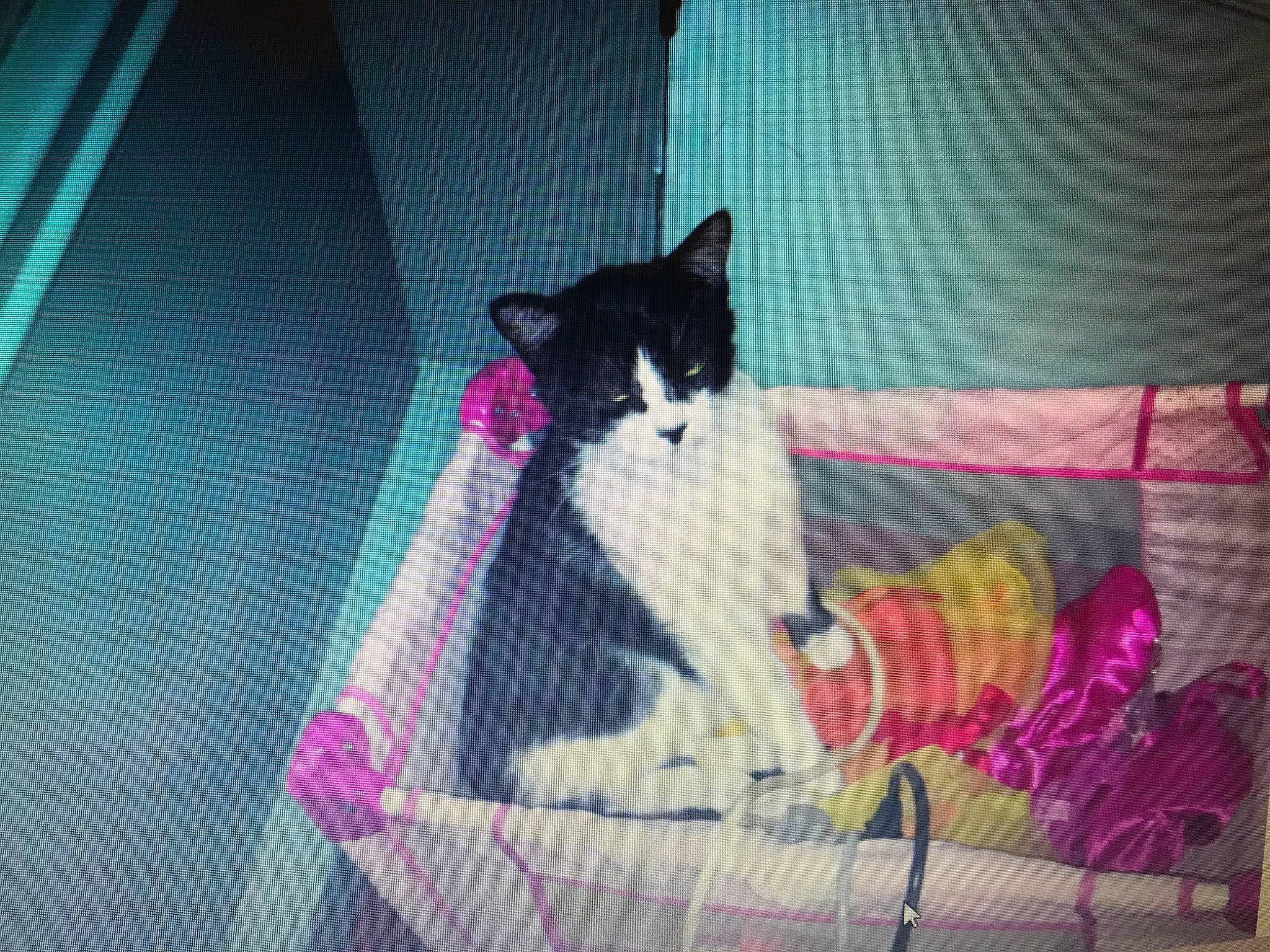 Flika participe au concours pour gagner de l'argent avec cette photo : carmine, carnivore, cat, cat_supply, comfort, domestic_short_haired_cat, felidae, fur, lap, linens, magenta, pet_supply, pink, plant, small_to_medium_sized_cats, square, tail, tints_and_shades, tree, whiskers