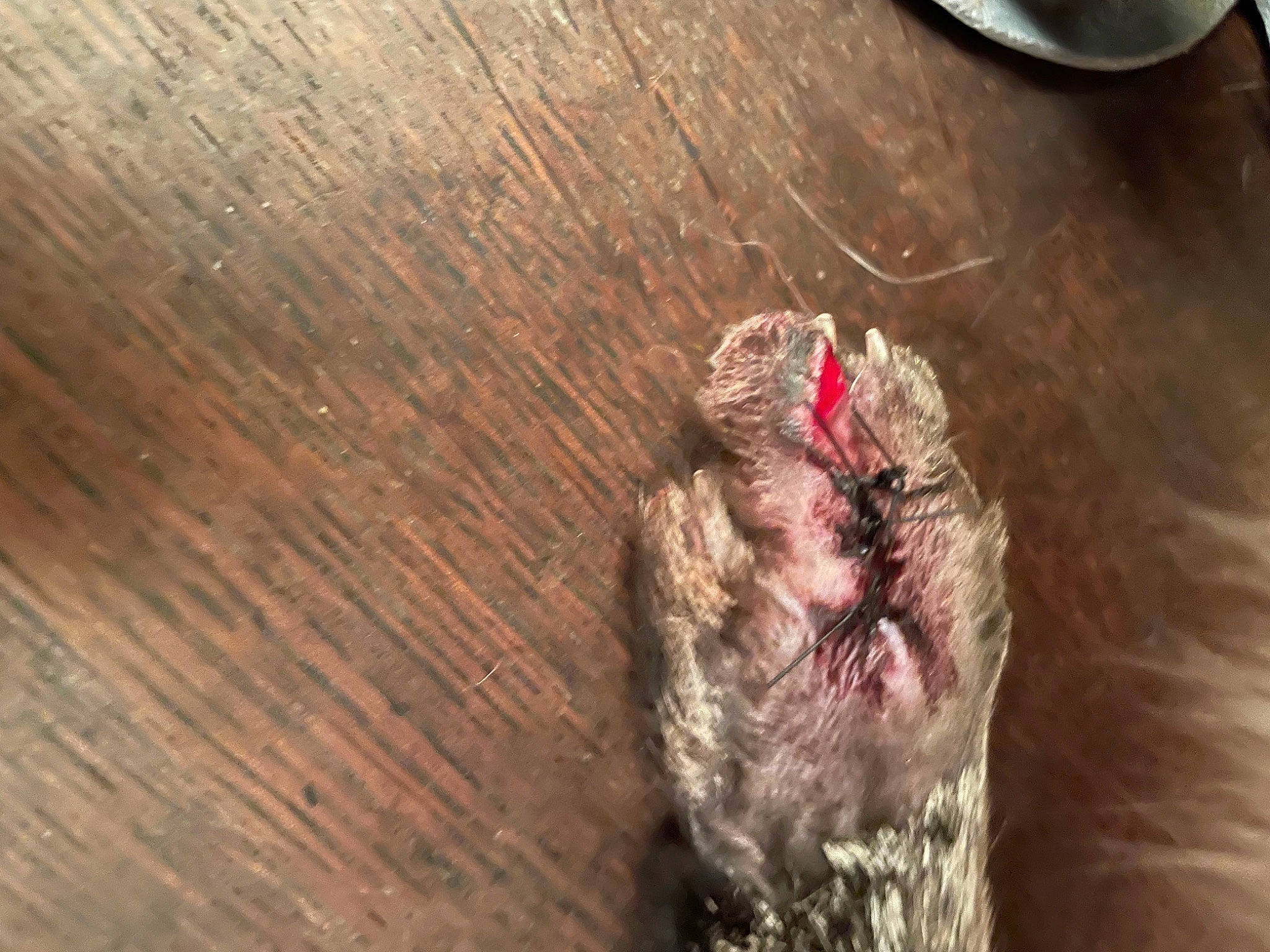 Flika Gribouille participe au concours pour gagner de l'argent avec cette photo : claw, fang, felidae, flesh, flooring, fur, hardwood, liver, paw, plank, plywood, small_to_medium_sized_cats, snout, sporting_group, tail, varnish, whiskers, wood, wood_flooring, wood_stain